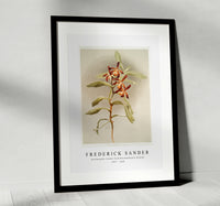 
              Frederick Sander - Arachnanthe clarkei from Reichenbachia Orchids-1847-1920
            
