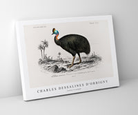 
              Charles Dessalines D'Orbigny - Casoar à casque
            