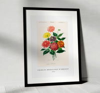 
              Charles Dessalines D'Orbigny - Dahlia
            