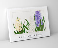 
              Tanigami Konan - Hyacinthus flower
            