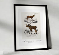 
              Charles Dessalines D'Orbigny - Alces alces and Moschus
            