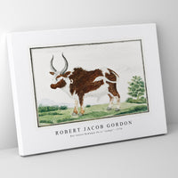 Robert Jacob Gordon - Bos taurus Namaqua Ox or “nomgo” (1778)