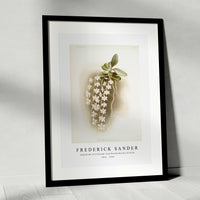 Frederick Sander - Angræcum articulatum from Reichenbachia Orchids-1847-1920