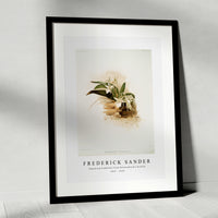 Frederick Sander - Angræcum humblotii from Reichenbachia Orchids-1847-1920