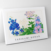 Tanigami Konan-Delphinium flower