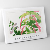 Tanigami Konan - Vintage heliotrope & acalypha flower