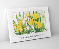 
              Tanigami Konan - Daffodil
            