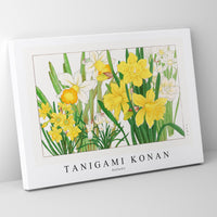 Tanigami Konan - Daffodil