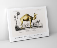 
              Charles Dessalines D'Orbigny - Camel (Camelus)
            