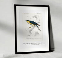 
              Charles Dessalines D'Orbigny - Eurasian sparrowhawk (Accipiter nisus)
            