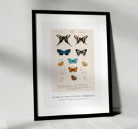 
              Charles Dessalines D'Orbigny - Collection of hand drawings of butterflies
            