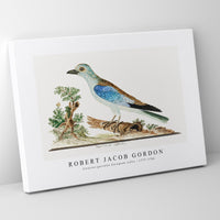 Robert Jacob Gordon - Coracius garrulus European roller (1777–1786)