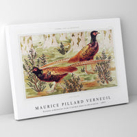 Maurice Pillard Verneuil - Faisans ordinaires from L'animal dans la décoration (1897)