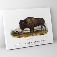 John James Audubon - American Bison (Bos Americanus) from the viviparous quadrupeds of North America (1845)