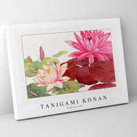 Tanigami Konan - Nymphaea lotus