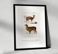 
              Charles Dessalines D'Orbigny - Alpaca (Vicugna Pacos) and Antilope guib
            