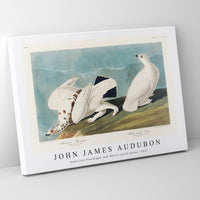 John James Audubon - American Ptarmigan and White-tailed Grous from Birds of America (1827)