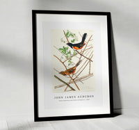
              John James Audubon - Towee Bunting from Birds of America (1827)
            