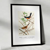 John James Audubon - Towee Bunting from Birds of America (1827)