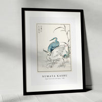 Numata Kashu - Night Heron and Little Egret illustration from Pictorial Monograph of Birds (1885)