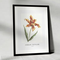 Johan Teyler - A tulip