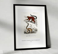 
              Charles Dessalines D'Orbigny - Lemur
            
