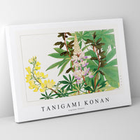 Tanigami Konan - Lupinus flower