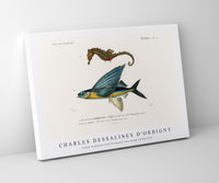 
              Charles Dessalines D'Orbigny - Lined seahorse (Hippocampus Erectus) and Stropical two wing flying fish (Exocoetus Volitan)
            
