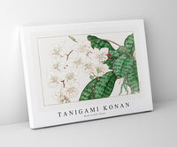 
              Tanigami Konan - Moth orchid flower
            