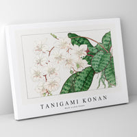 Tanigami Konan - Moth orchid flower