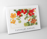 
              Tanigami Konan - Nasturtium flower
            