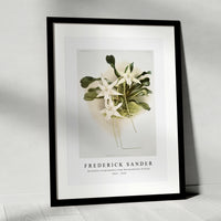 Frederick Sander - Aeranthus sesquipedalis from Reichenbachia Orchids-1847-1920