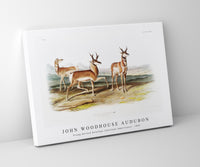 
              John Woodhouse Audubon - Prong-horned Antelope (Antilope Americana) from the viviparous quadrupeds of North America (1845)
            