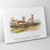 John Woodhouse Audubon - Prong-horned Antelope (Antilope Americana) from the viviparous quadrupeds of North America (1845)