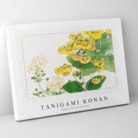 Tanigami Konan V intage calceolaria flower