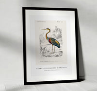
              Charles Dessalines D'Orbigny - Purple heron (Ardea purpurea)
            