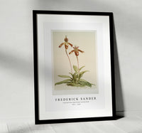
              Frederick Sander - Cypripedium (hybridum) laucheanum-1847-1920
            