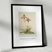 Frederick Sander - Cypripedium (hybridum) laucheanum-1847-1920