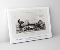 
              Charles Dessalines D'Orbigny - Balaena mysticetus, Bowhead whale
            