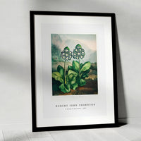 Robert John Thornton - A Group of Auriculas from The Temple of Flora (1807)