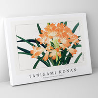 Tanigami Konan - Vintage cliviminiata flower