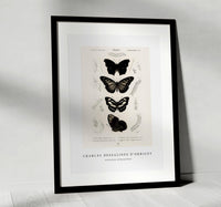 
              Charles Dessalines D'Orbigny - Collection of butterflies
            