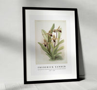 
              Frederick Sander - Cypripedium rothschildianum from Reichenbachia Orchids-1847-1920
            