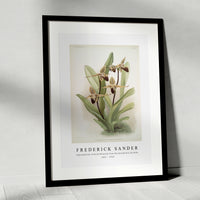 Frederick Sander - Cypripedium rothschildianum from Reichenbachia Orchids-1847-1920