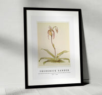 
              Frederick Sander - Cypripedium hybridum youngianum from Reichenbachia Orchids-1847-1920
            