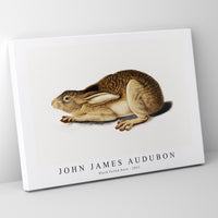 John James Audubon - Black-Tailed Hare (1841)