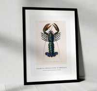 
              Charles Dessalines D'Orbigny - Crimson Crawfish (Palemon Ornatum)
            