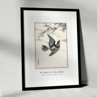 Numata Kashu - Hondo Great Spotted Woodpecker illustration from Pictorial Monograph of Birds (1885)