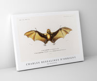 
              Charles Dessalines D'Orbigny - Bat (Roufsette)
            