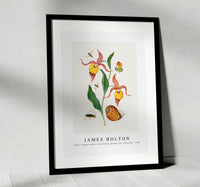 
              James Bolton - Lady's slipper orchid, tiphiid wasp, Orange Tip, soldier fly 1768
            